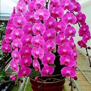 Meet your Posher, Debbie